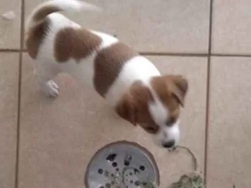 Cachorro ra a Desconhecido idade Abaixo de 2 meses nome marshall