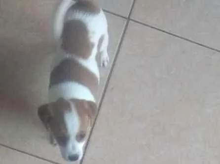 Cachorro ra a Desconhecido idade Abaixo de 2 meses nome marshall