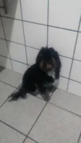Nico