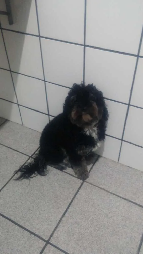 Cachorro raça Poodle idade 2 anos nome Nico