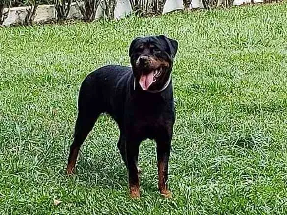 Cachorro ra a Rottweiler idade 4 anos nome CHER