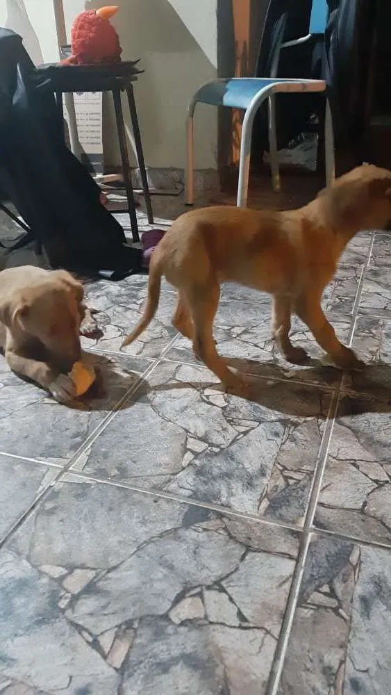 Cachorro ra a Não definido idade Abaixo de 2 meses nome Tico e Teca