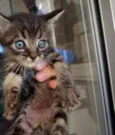 Gatinhos para adoção