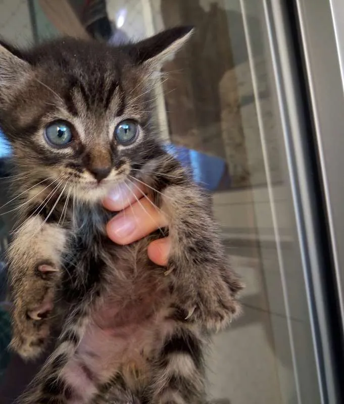 Gato ra a SRD idade Abaixo de 2 meses nome Gatinhos para adoção
