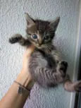 Gatinhos para adoção