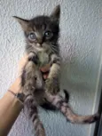 Gatinhos para adoção