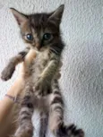 Gatinhos para adoção