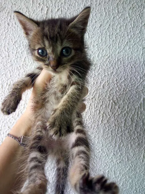 Gato ra a SRD idade Abaixo de 2 meses nome Gatinhos para adoção