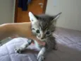 Gatinhos para adoção