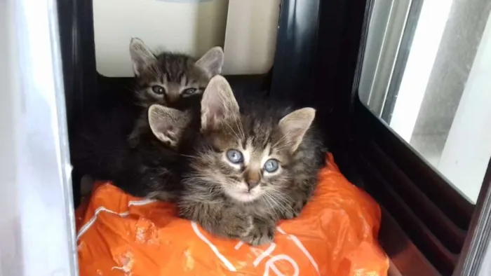 Gato ra a SRD idade Abaixo de 2 meses nome Gatinhos para adoção