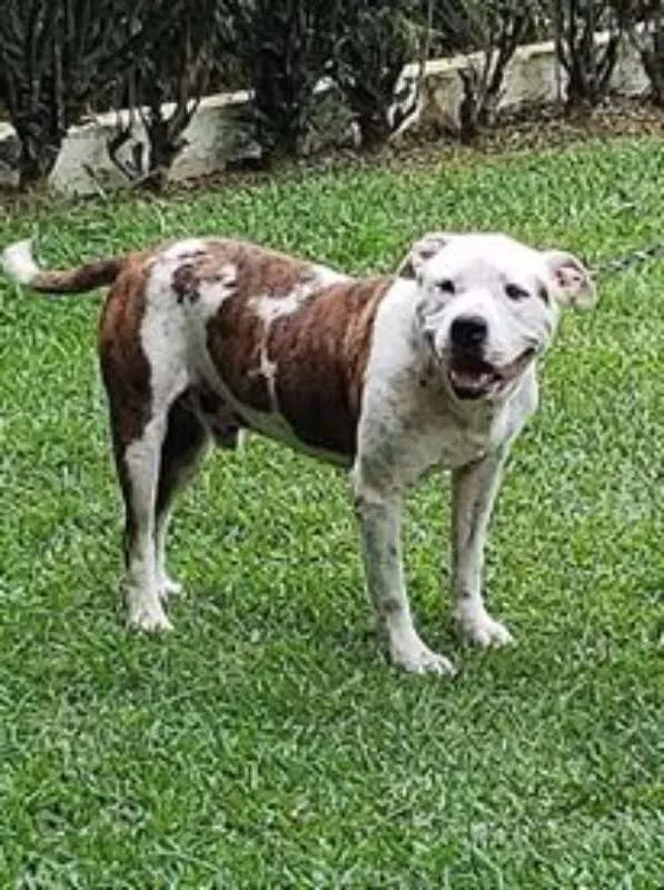 Cachorro ra a PITBULL idade 5 anos nome CYBORG