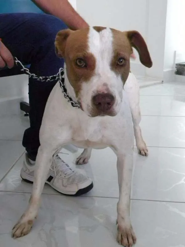 Cachorro ra a PITBULL idade 3 anos nome AISHA