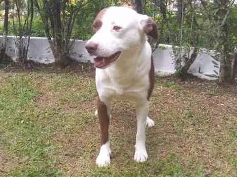 Cachorro ra a PITBULL idade 2 anos nome GUGA