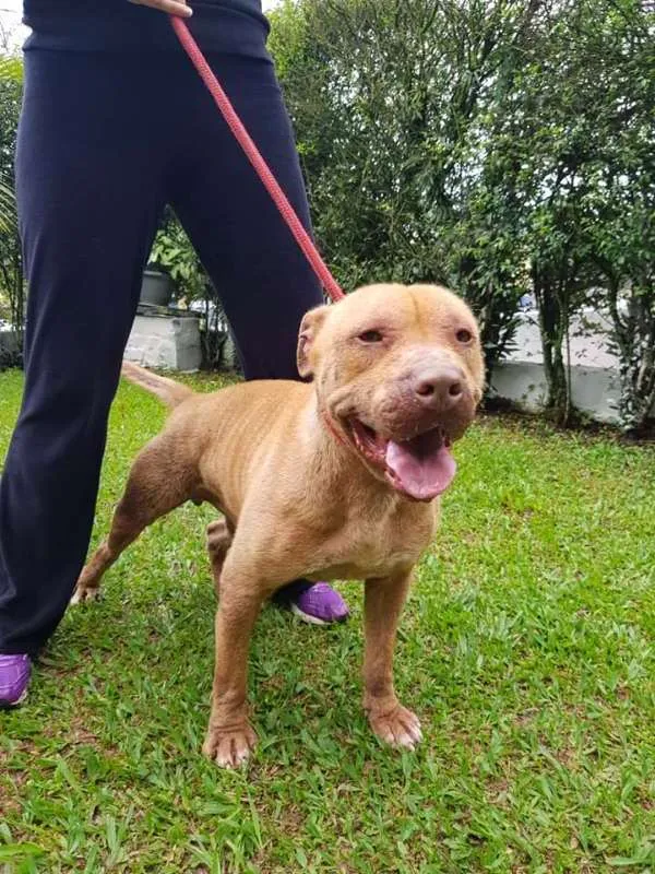 Cachorro ra a PITBULL idade 4 anos nome PRINCE
