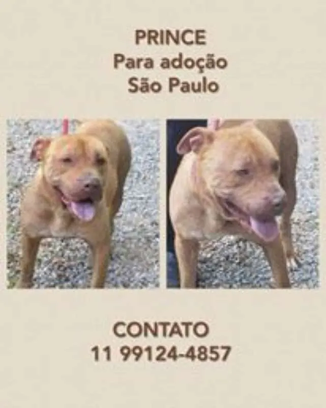 Cachorro ra a PITBULL idade 4 anos nome PRINCE