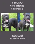 VELUDO