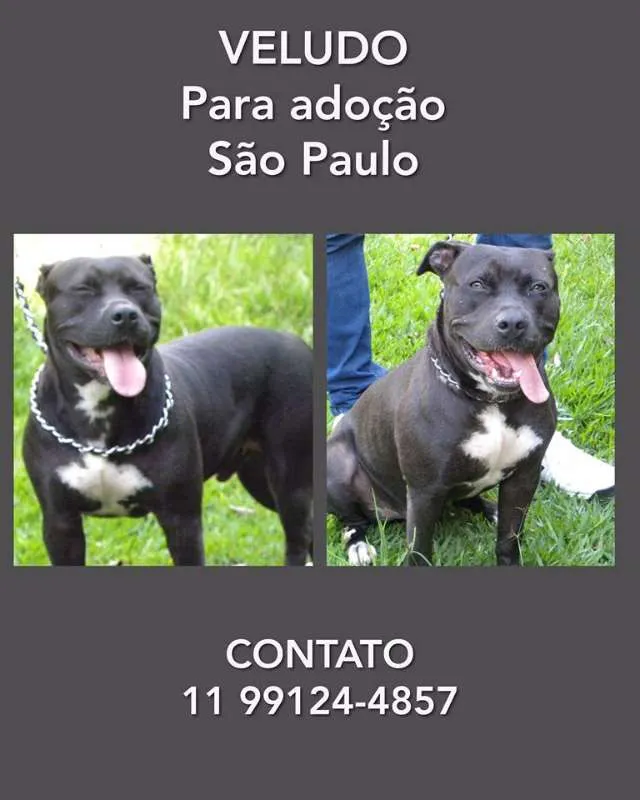 Cachorro ra a PITBULL idade 4 anos nome VELUDO