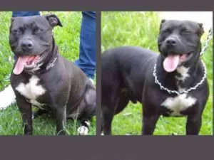 Cachorro raça PITBULL idade 4 anos nome VELUDO