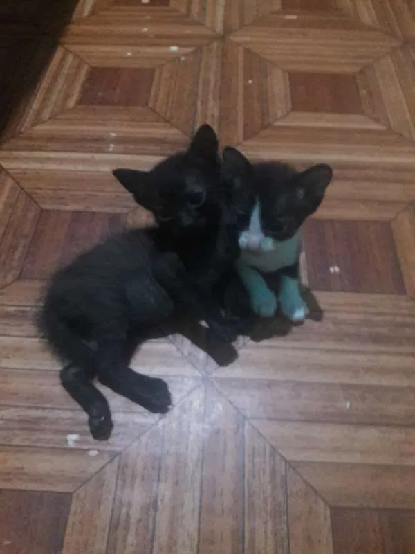 Gato ra a não tem idade 2 a 6 meses nome não tem