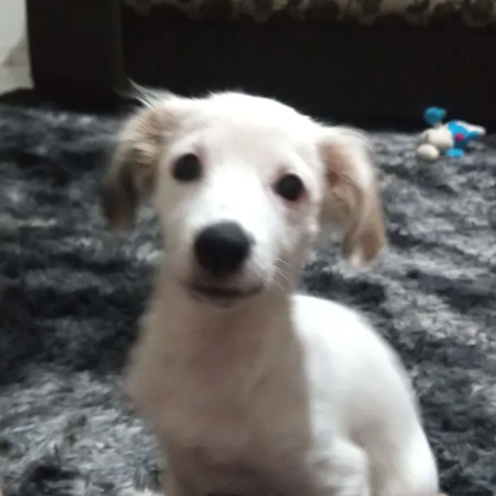 Cachorro ra a Vira-lata idade 2 a 6 meses nome Nippy