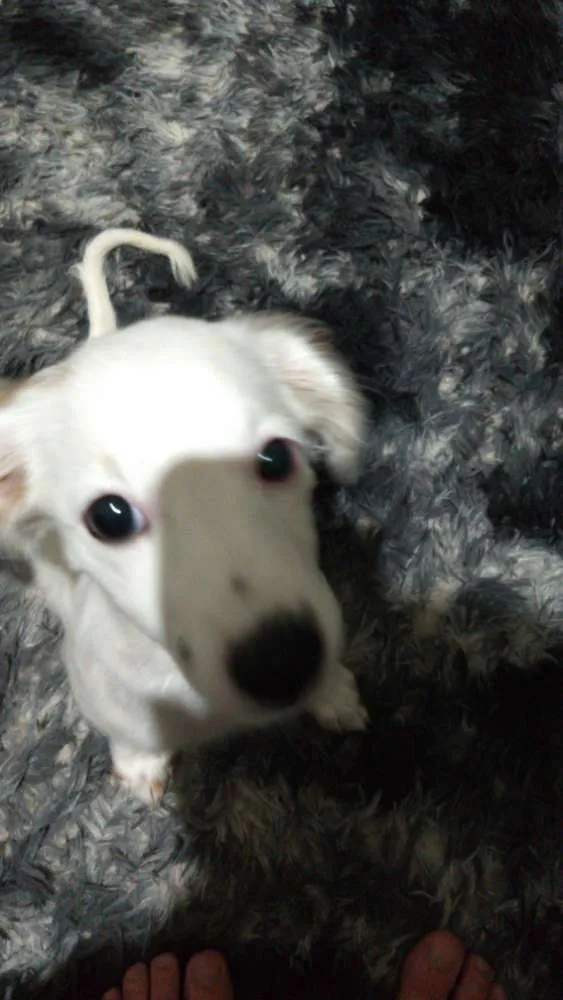 Cachorro ra a Vira-lata idade 2 a 6 meses nome Nippy