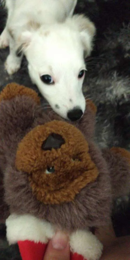 Cachorro ra a Vira-lata idade 2 a 6 meses nome Nippy