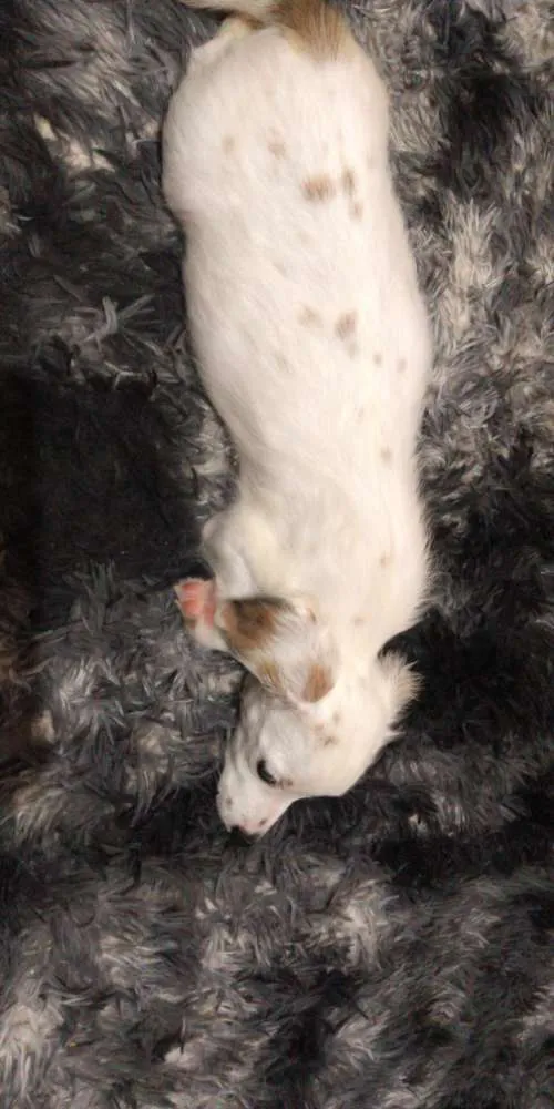 Cachorro ra a Vira-lata idade 2 a 6 meses nome Nippy