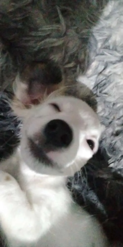 Cachorro ra a Vira-lata idade 2 a 6 meses nome Nippy