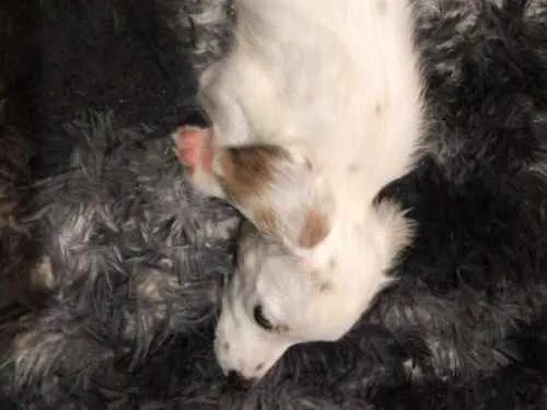 Cachorro ra a Vira-lata idade 2 a 6 meses nome Nippy