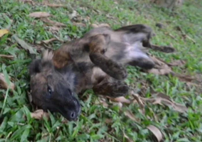 Cachorro ra a SRD idade 2 anos nome Paçoca FOFURA