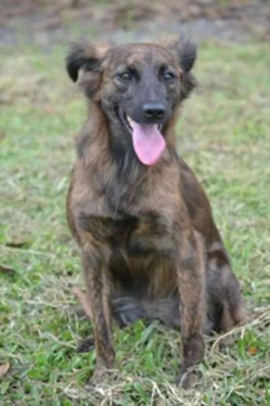 Cachorro ra a SRD idade 2 anos nome Paçoca FOFURA