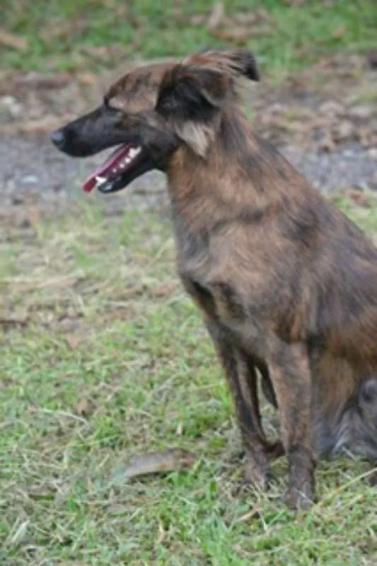 Cachorro ra a SRD idade 2 anos nome Paçoca FOFURA
