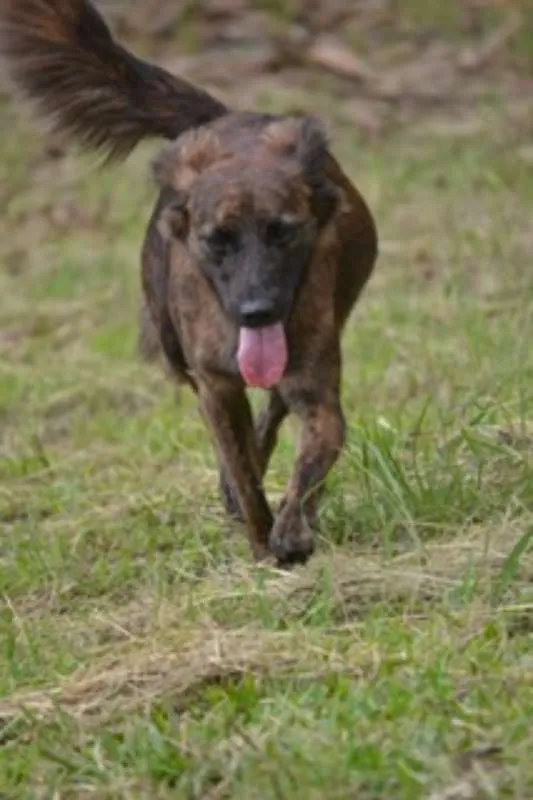 Cachorro ra a SRD idade 2 anos nome Paçoca FOFURA