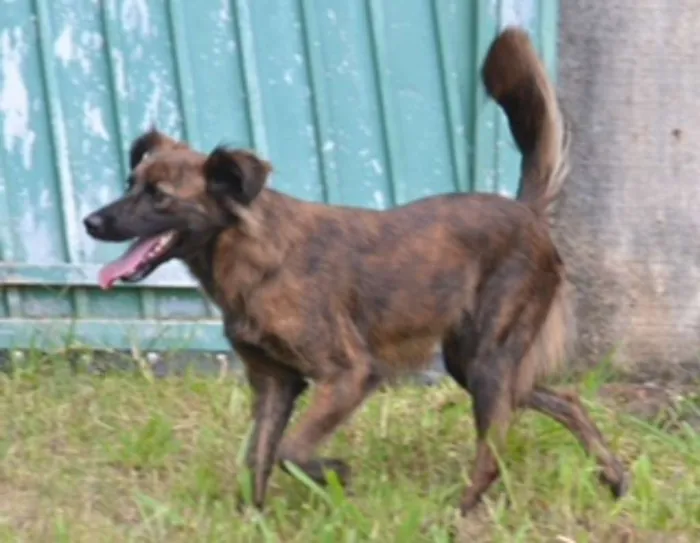 Cachorro ra a SRD idade 2 anos nome Paçoca FOFURA