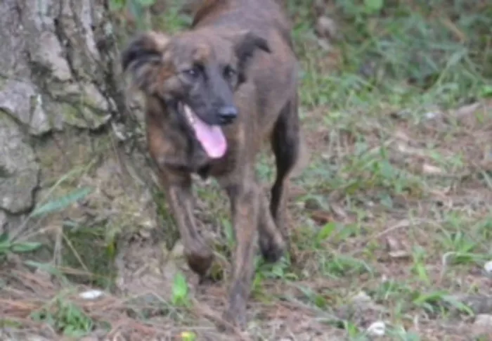Cachorro ra a SRD idade 2 anos nome Paçoca FOFURA