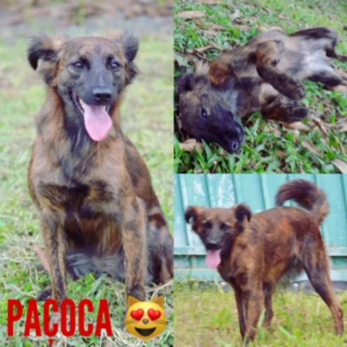 Cachorro ra a SRD idade 2 anos nome Paçoca FOFURA