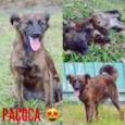 Paçoca FOFURA