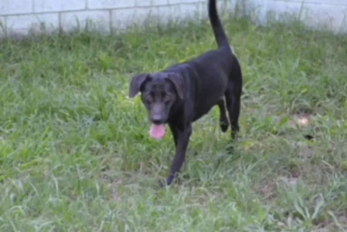 Cachorro ra a SRD idade 2 anos nome EMILY