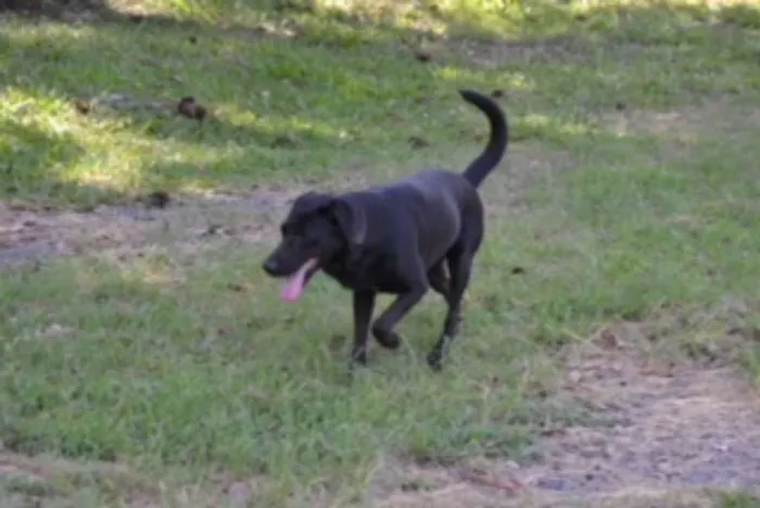 Cachorro ra a SRD idade 2 anos nome EMILY