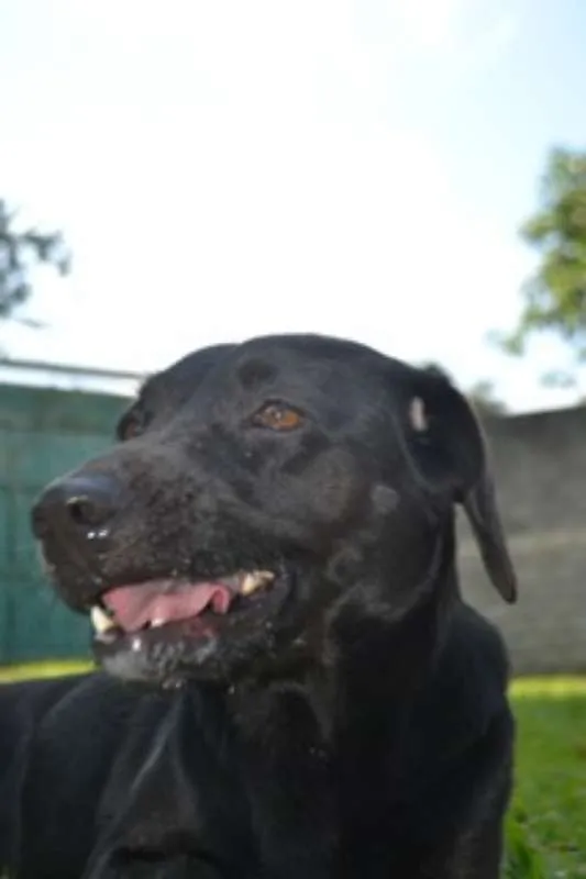 Cachorro ra a SRD idade 2 anos nome EMILY