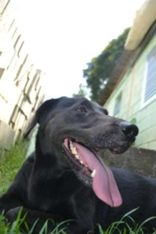 Cachorro ra a SRD idade 2 anos nome EMILY
