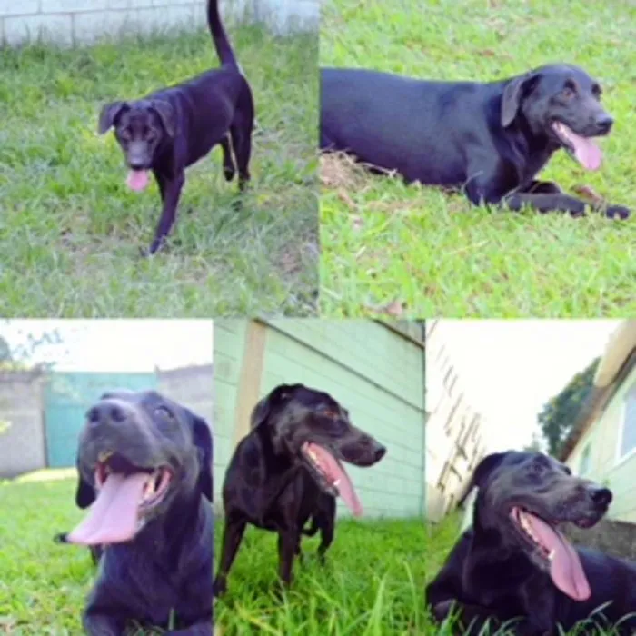 Cachorro ra a SRD idade 2 anos nome EMILY