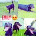 EMILY