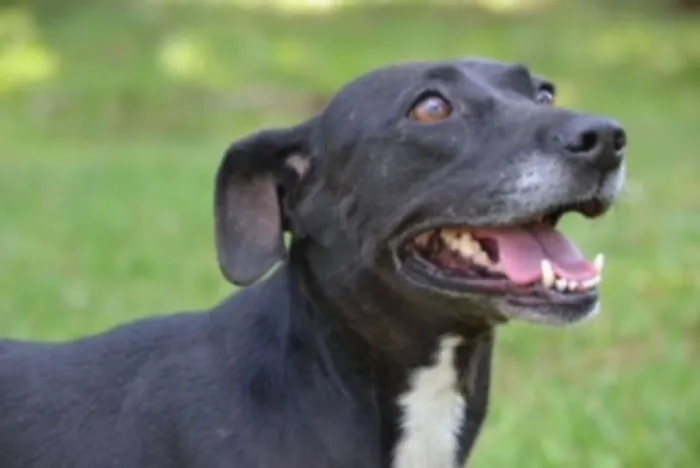 Cachorro raça SRD idade 4 anos nome DILA AMORZÃO