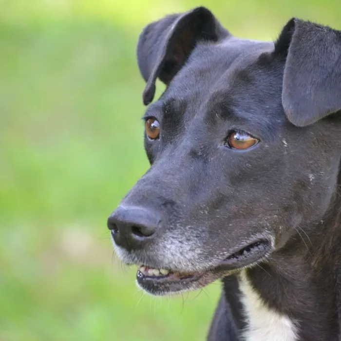 Cachorro raça SRD idade 4 anos nome DILA AMORZÃO