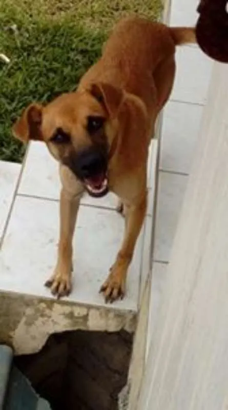 Cachorro ra a Vira-lata idade 7 a 11 meses nome Lollita