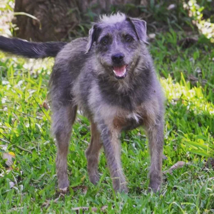 Cachorro ra a SRD idade 6 ou mais anos nome PEDRITA LINDA