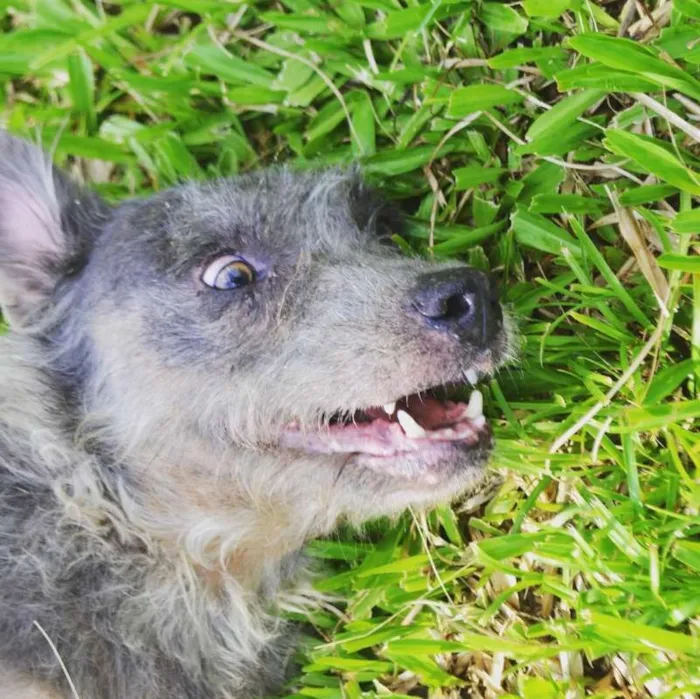 Cachorro ra a SRD idade 6 ou mais anos nome PEDRITA LINDA