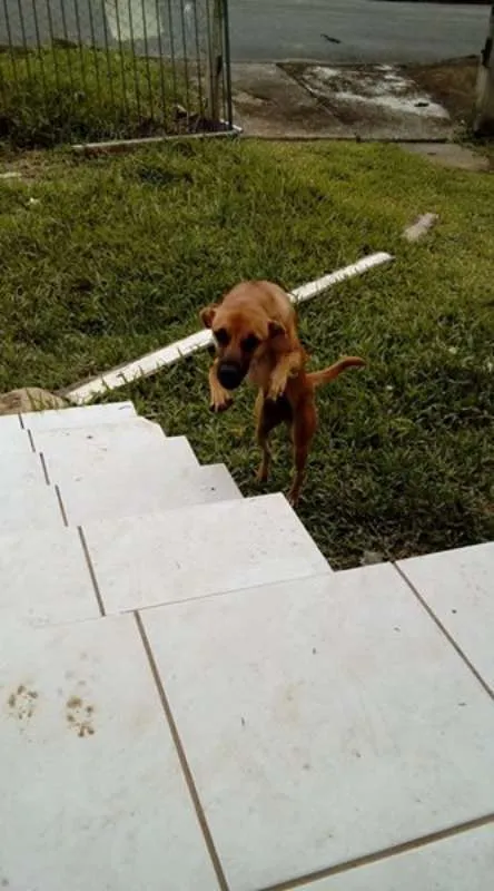 Cachorro ra a Vira-lata idade 7 a 11 meses nome Lollita