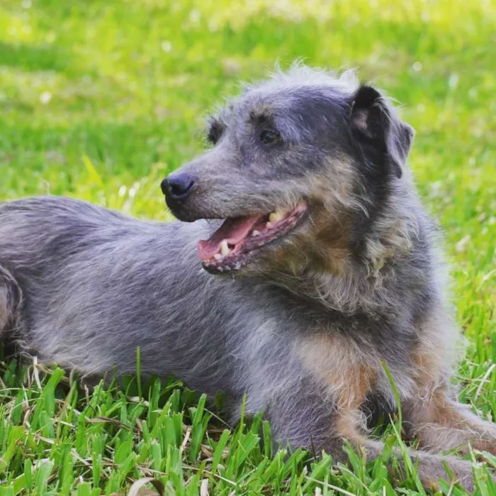 Cachorro ra a SRD idade 6 ou mais anos nome PEDRITA LINDA